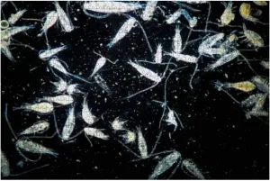 1000 Piece copepods zooplankton are Under Microscope View Marine Aquarium Large Piece Jigsaw Puzzles for Adults Educational Toy for Kids Creative Games Entertainment Wooden Puzzles Home Decor