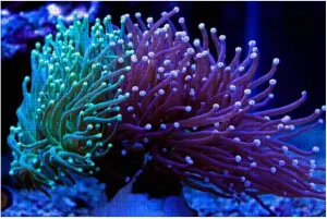 1000 Piece Euphyllia Torch Colorful LPS Coral in Reef Aquarium Large Piece Jigsaw Puzzles for Adults Educational Toy for Kids Creative Games Entertainment Wooden Puzzles Home Decor