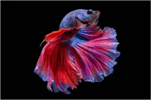 1000 Piece Halfmoon Betta Fish Large Piece Jigsaw Puzzles for Adults Educational Toy for Kids Creative Games Entertainment Wooden Puzzles Home Decor