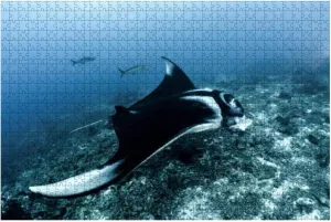 1000 Piece Manta ray from Above Marine Aquarium Fishes Stock Pictures, Royalty Large Piece Jigsaw Puzzles for Adults Educational Toy for Kids Creative Games Entertainment Wooden Puzzles Home Decor