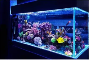 1000 Piece Saltwater Coral Reef Aquarium Fish Tank Large Piece Jigsaw Puzzles for Adults Educational Toy for Kids Creative Games Entertainment Wooden Puzzles Home Decor