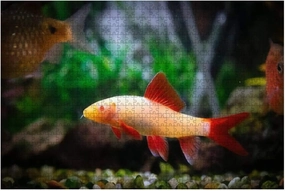 1000 Piece an Albino Rainbow Shark in a Tropical Aquarium Large Piece Jigsaw Puzzles for Adults Educational Toy for Kids Creative Games Entertainment Wooden Puzzles Home Decor
