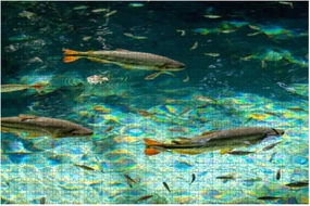 1000 Piece Brycon Hilarii Piraputanga Fishes in Cristal Clear Water of The Large Piece Jigsaw Puzzles for Adults Educational Toy for Kids Creative Games Entertainment Wooden Puzzles Home Decor