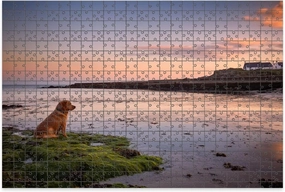 1000 Piece Jigsaw Puzzle Game, Colorful Dog Chasing Fish Calm Waters Off Beach Town Barna Ireland Dusk Large Puzzle Artwork for Adults Teens Challenging Puzzle Game Nights Toy Gift