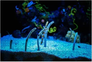500 Piece Beautiful Spotted Garden eels in The Aquarium Marine Aquarium Fishes Large Piece Jigsaw Puzzles for Adults Educational Toy for Kids Creative Games Entertainment Wooden Puzzles Home Decor