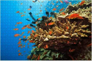 500 Piece Coral Colony and Soldier Fish on Great Barrier Reef Australia Large Piece Jigsaw Puzzles for Adults Educational Toy for Kids Creative Games Entertainment Wooden Puzzles Home Decor