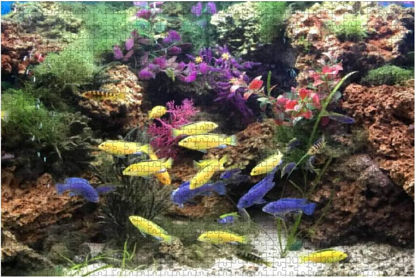 500 Piece Image of Freshwater Tropical Aquarium with Electric Yellow Malawi Large Piece Jigsaw Puzzles for Adults Educational Toy for Kids Creative Games Entertainment Wooden Puzzles Home Decor