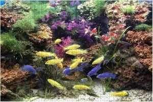 500 Piece Image of Freshwater Tropical Aquarium with Electric Yellow Malawi Large Piece Jigsaw Puzzles for Adults Educational Toy for Kids Creative Games Entertainment Wooden Puzzles Home Decor