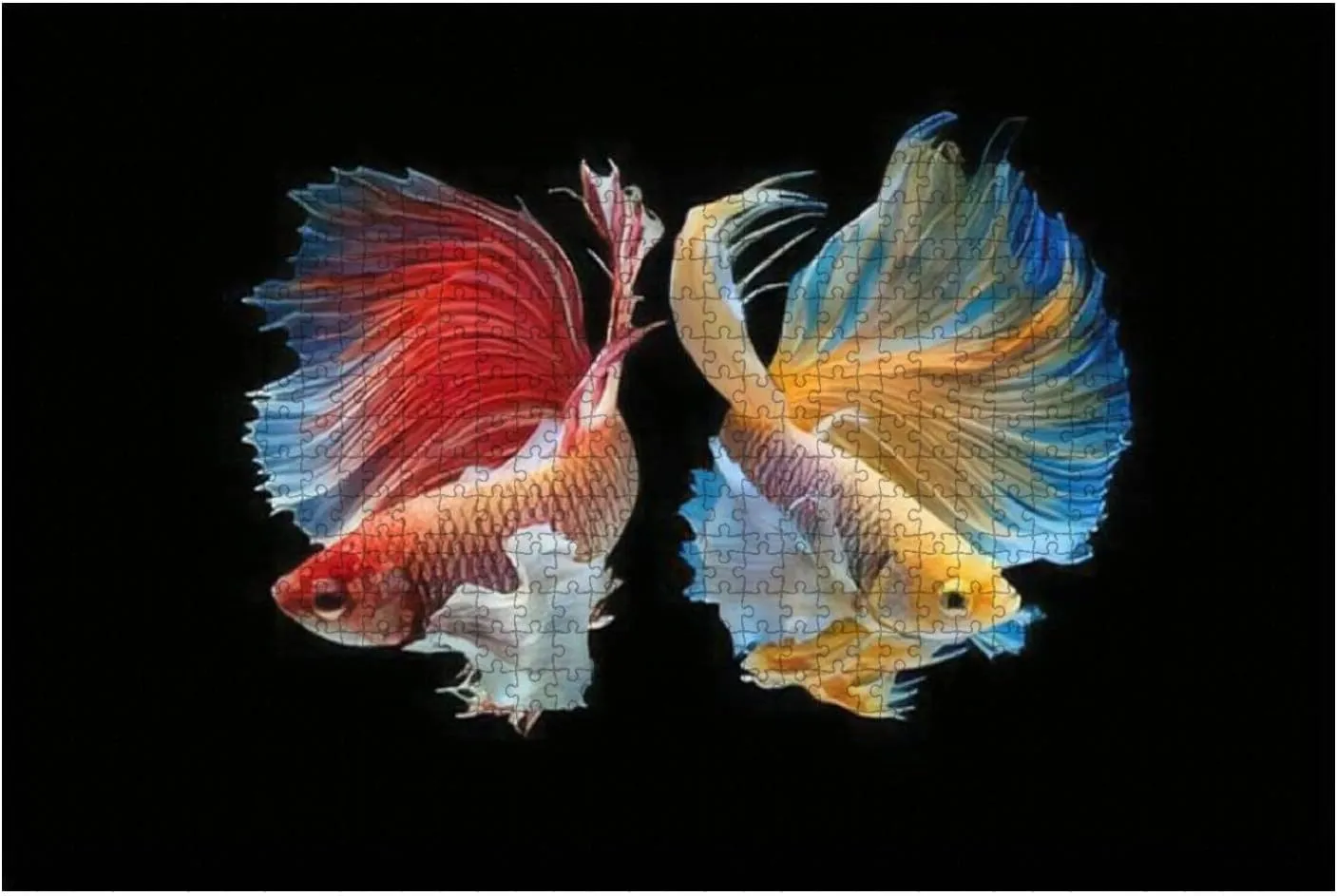 500 Piece The Moving Moment Beautiful of red and Yellow Siamese Betta Fish or Large Piece Jigsaw Puzzles for Adults Educational Toy for Kids Creative Games Entertainment Wooden Puzzles Home Decor