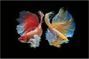 500 Piece The Moving Moment Beautiful of red and Yellow Siamese Betta Fish or Large Piece Jigsaw Puzzles for Adults Educational Toy for Kids Creative Games Entertainment Wooden Puzzles Home Decor