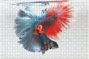 500 Piece Two Betta Fish Siamese Fighting fishMulti Color Siamese Fighting Fish Large Piece Jigsaw Puzzles for Adults Educational Toy for Kids Creative Games Entertainment Wooden Puzzles Home Decor