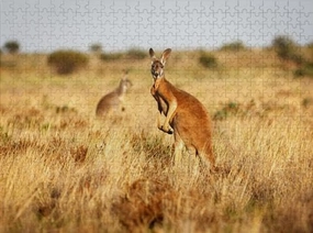 500 Pieces Jigsaw Puzzles for Adults Red Kangaroo Grasslands The Australian Outback Puzzles Clearance Puzzles Great Gift for Boys Girls Family Activity Fun Puzzle Games Toys