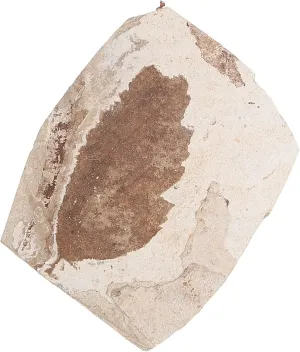 Fossilized Specimen Collection Leaf for Student Home Adornment Random Style