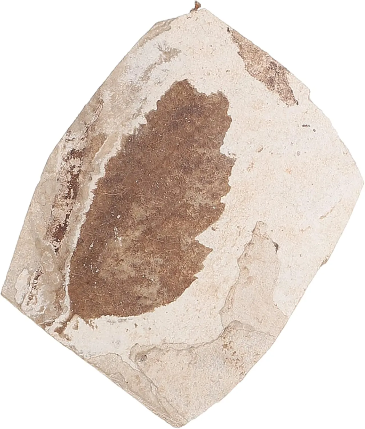 Fossilized Specimen Collection Leaf for Student Home Adornment Random Style