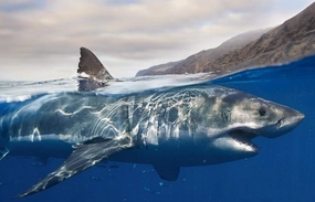 Jigsaw Puzzle 1000 Piece Shark On The Water Classic Puzzle Adult Puzzle DIY Kit Wooden Toy Unique Gift Modern Home Decor