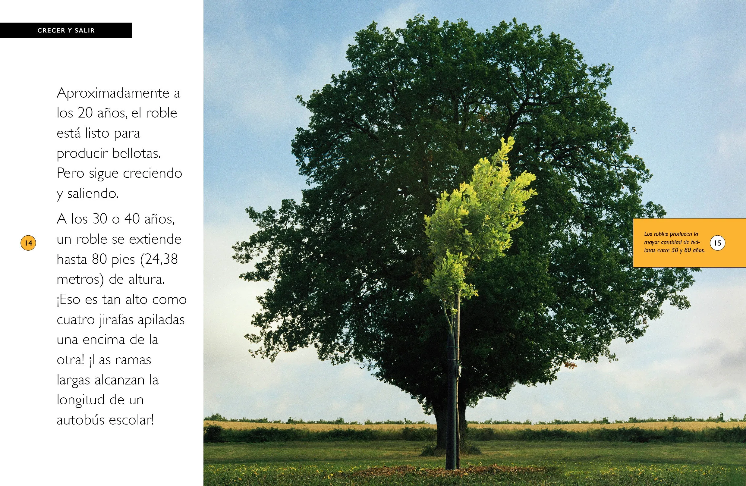 Los robles