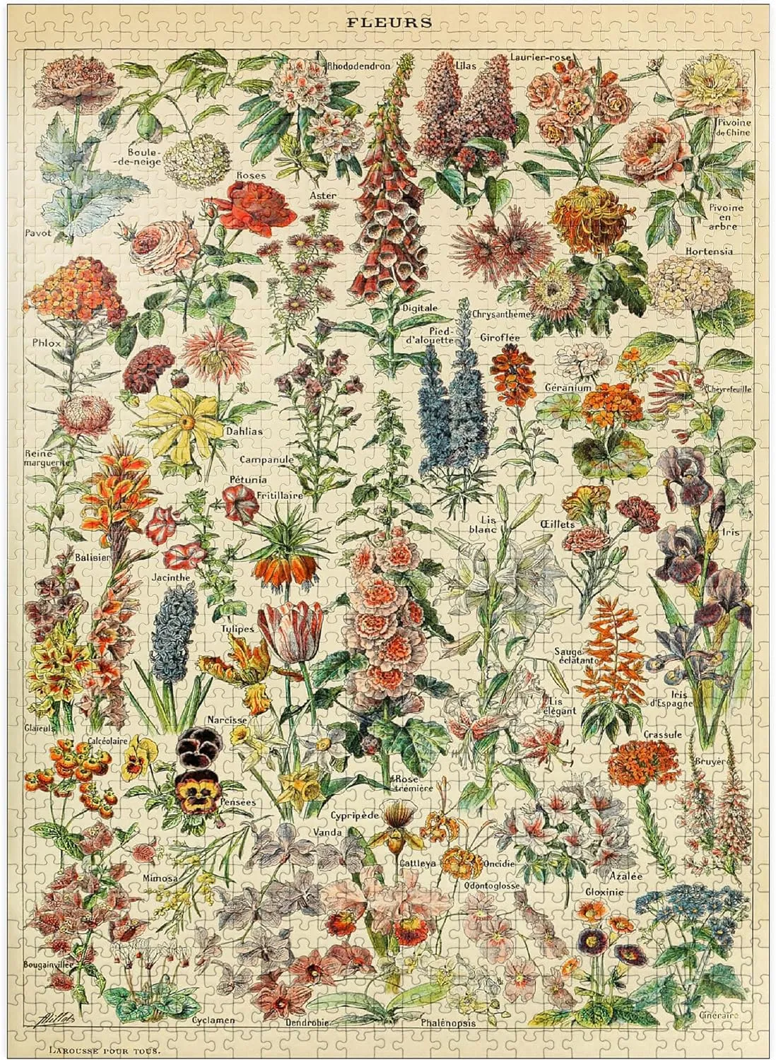 MyPuzzle Fleurs - Flowers for All, Vintage Art Poster, Adolphe Millot - Premium 1000 Piece Jigsaw Puzzle for Adults