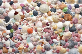Parachute Puzzles Sea Shore Sea Shells - Seashell and Seashore Beach Jigsaw Puzzles 1000 Pieces for Adults Bright Colorful Shell Puzzle Difficult and Challenging Puzzle Fun for The Whole Family.