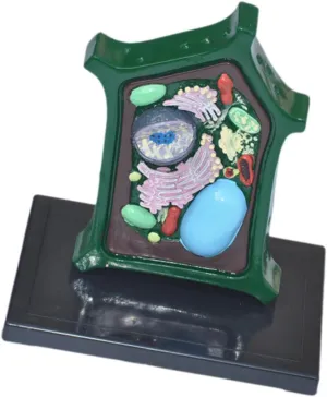 Plant Anatomy Model Teaching Aid Gift Portable Supplies Experiment Plant Science Toy Biology Science for Study Classroom