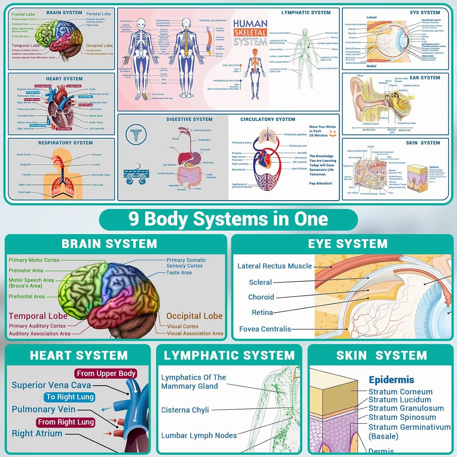 ProbTis Medical Large Mouse Pad, Human Anatomy XXL Desk Mat, 35.4"x15.7", Anatomy and Physiology Study Tools, Employee Appreciation Gifts for Coworkers Doctor Medical Assistant College Nursing Student