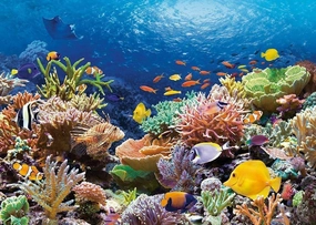 Retro Jigsaw Puzzle 500 Pieces for Adults - Great Barrier Reef Colorful Coral and Fish Turtles Memorial Day Patriotic Youth Education Gift Difficulty Puzzle Learning Supplies Props Wooden Puzzle