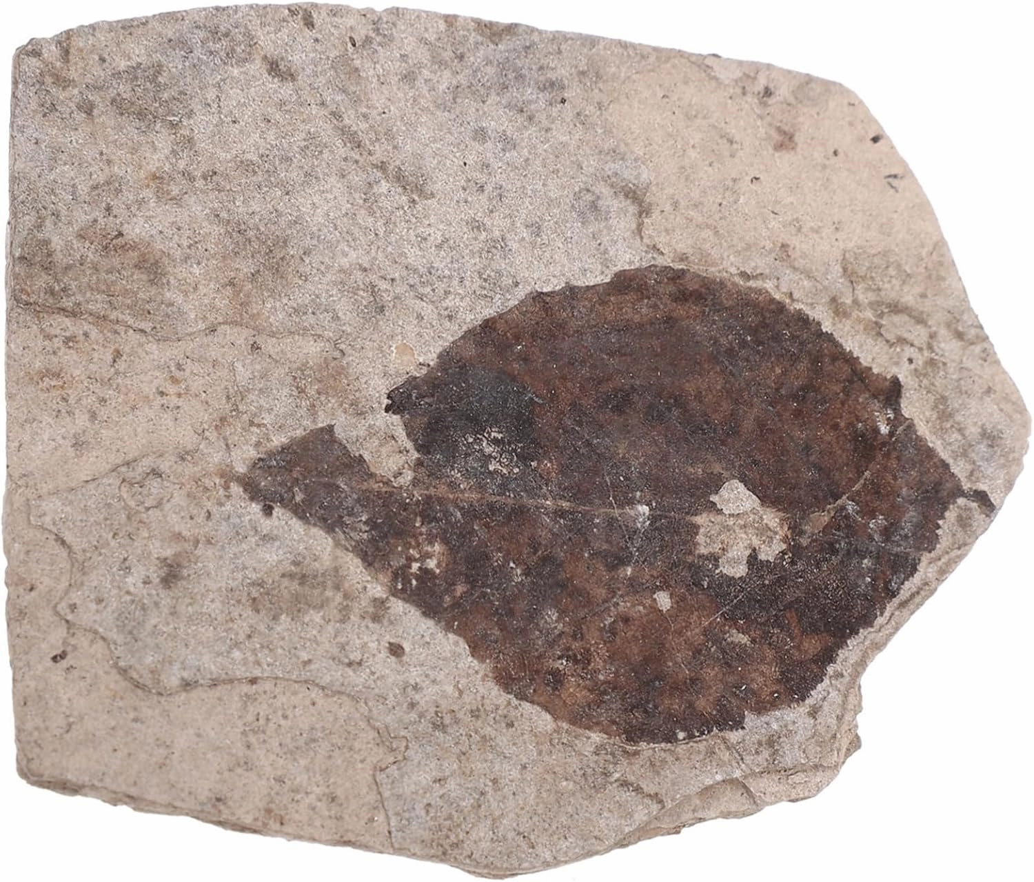 Science Teaching Fossilized Leaf Specimen Paleontology Collection for Home Decor Educational Use Unique Leaf Random Style